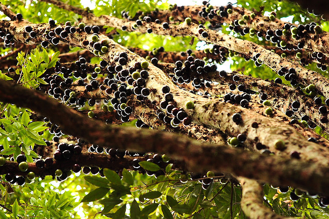 Featured image of post Frutas Pretas - Cereja preta ou maria preta ou cambuí preto.